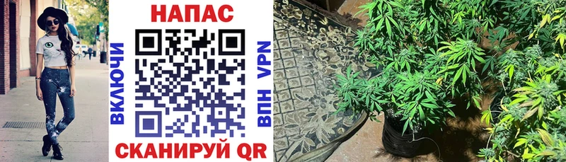 Галлюциногенные грибы Тверь